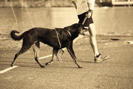 correr-salir-ejercicio-running-perro-compañia